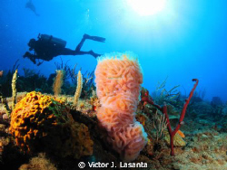 Azure Vase Sponge & Diver at Bajo Steps in Rincon P.R.
C... by Victor J. Lasanta 